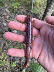 Pseudotriton ruber