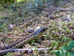 Thamnophis sirtalis pallidulus