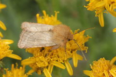 Eriopygodes imbecilla