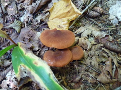 Cortinarius