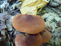 Cortinarius