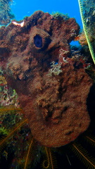 Petrosia pellasarca