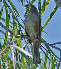 Microspingus cabanisi