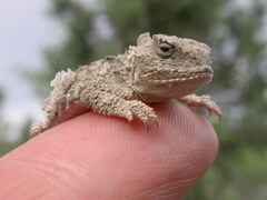 Phrynosoma douglasii