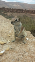 Atlantoxerus getulus