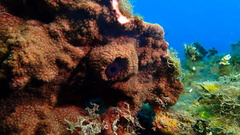 Petrosia pellasarca