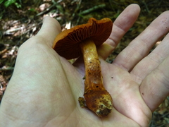 Cortinarius