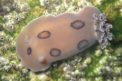 Diaulula sandiegensis