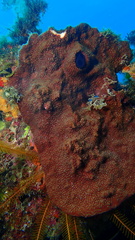 Petrosia pellasarca
