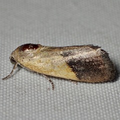 Ponometia bicolorata