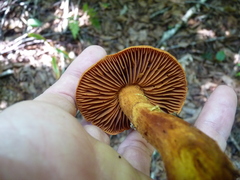 Cortinarius