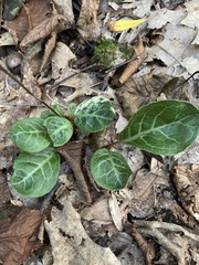 Pyrola americana