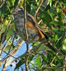 Microspingus cabanisi