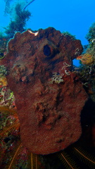 Petrosia pellasarca