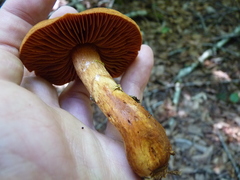 Cortinarius