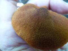Cortinarius