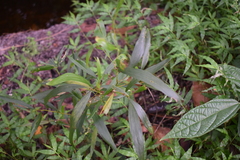 Acacia auriculiformis