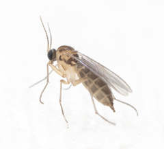 Mycetophilidae
