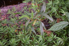 Acacia auriculiformis