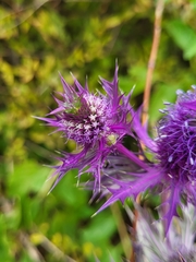 Eryngium leavenworthii