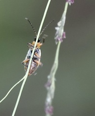 Paranapiacaba tricincta