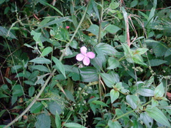 Arthrostemma ciliatum