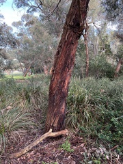 Eucalyptus viminalis