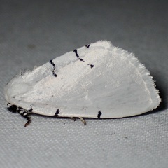 Hemioslaria pima