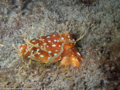 Callistoctopus macropus