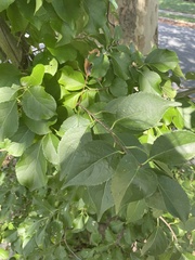 Celastrus orbiculatus