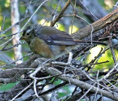 Microspingus cabanisi
