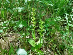 Dactylorhiza viridis