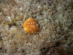 Callistoctopus macropus