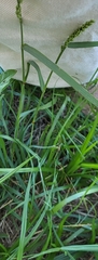 Tridens albescens