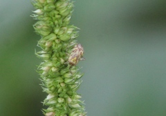Taedia