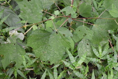 Triumfetta rhomboidea