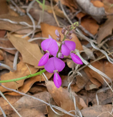 Desmodium batocaulon