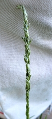 Tridens albescens