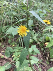 Hieracium umbellatum