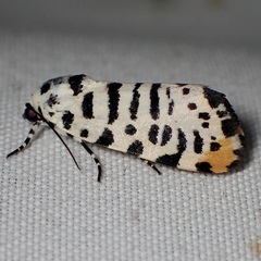 Tarache idella