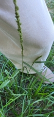 Tridens albescens