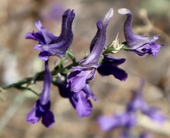 Delphinium peregrinum