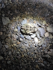 Incilius marmoreus