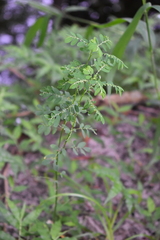Phyllanthus