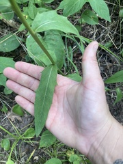 Hieracium umbellatum