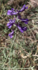 Delphinium peregrinum