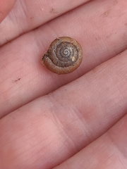 Polygyra cereolus