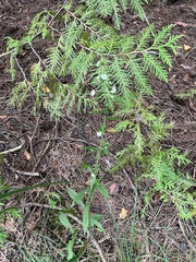 Symphyotrichum ontarionis