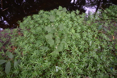 Triumfetta rhomboidea