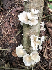 Favolus brasiliensis